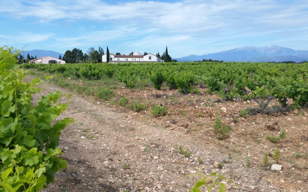 CLOS SAINT GEORGES