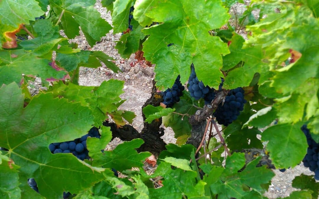 DOMAINE LA CASENOVE