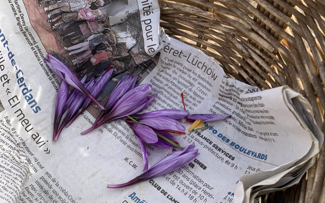 La passion aux couleurs : violet, jaune et rouge