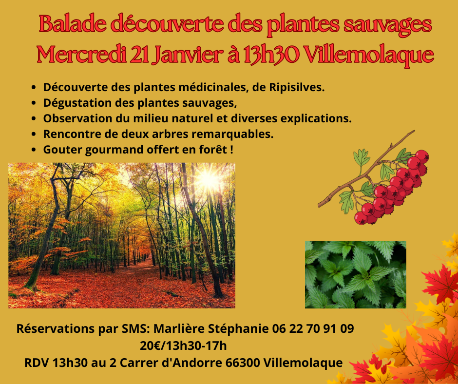 BALADE DECOUVERTE DES PLANTES LOCALES
